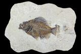 Fossil Fish (Cockerellites) - Green River Formation #107885-1